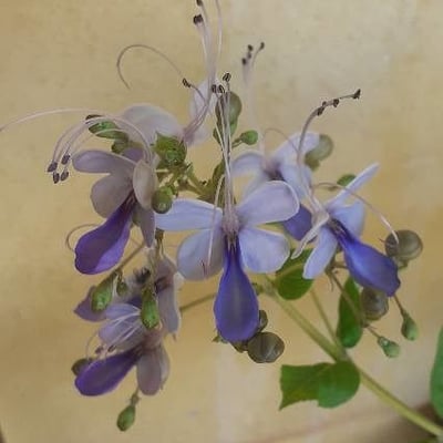 Rotheca myricoides — flower