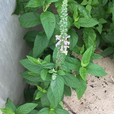 Teucrium canadense — flower