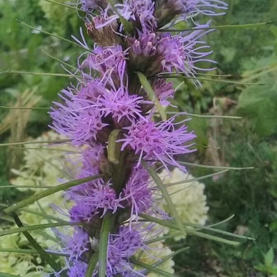 Liatris aspera — flower