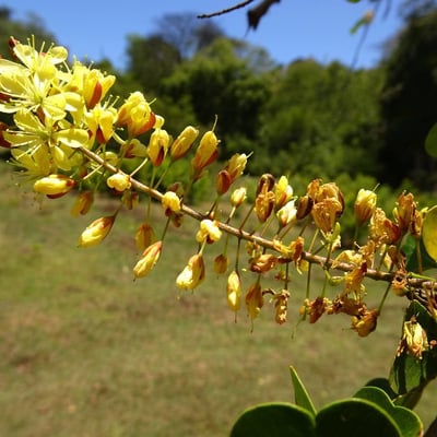 Haematoxylum campechianum — flower