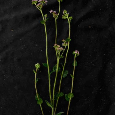 Conocliniopsis prasiifolia — flower