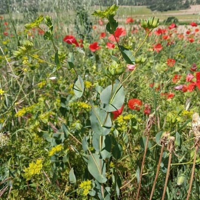 Bupleurum rotundifolium — flower