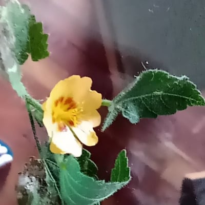 Sida rhombifolia — flower