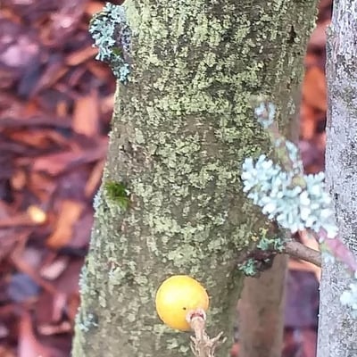 Grewia biloba — bark
