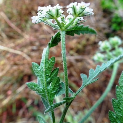 Tordylium maximum — flower
