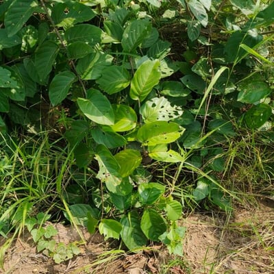 Sarcocephalus latifolius — leaf