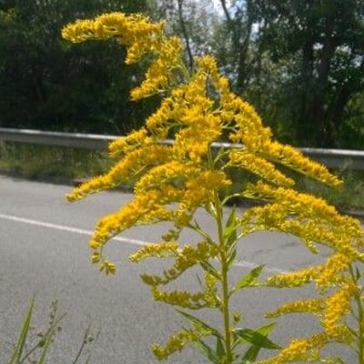 Solidago gigantea — flower