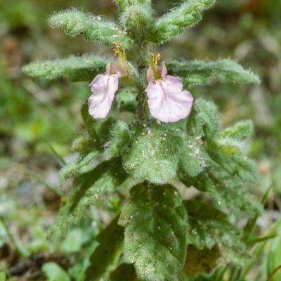 Teucrium scordium — flower