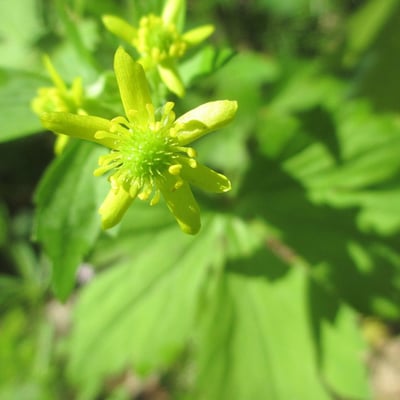 Ranunculus recurvatus — flower