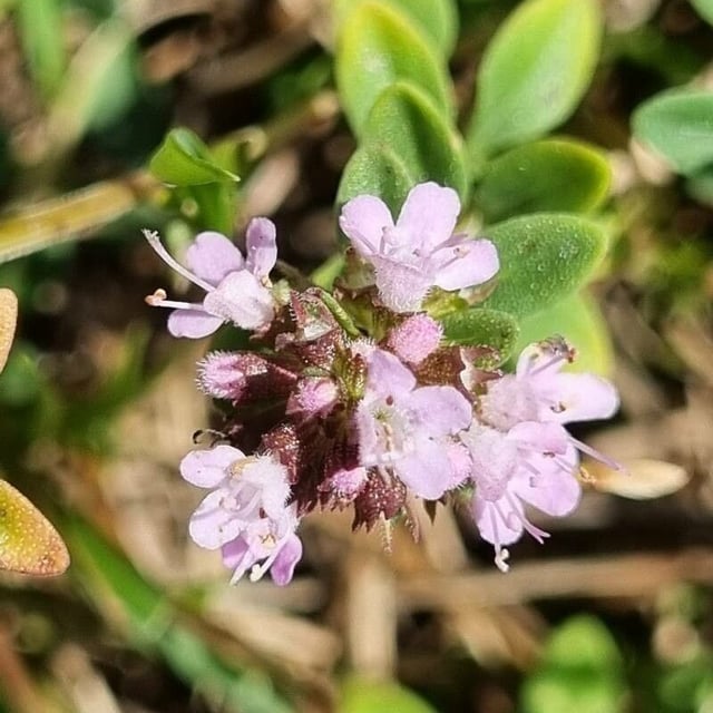 Thymus pulegioides — flower