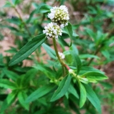 Spermacoce verticillata — flower
