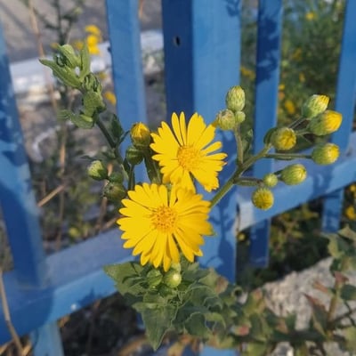 Heterotheca subaxillaris — flower