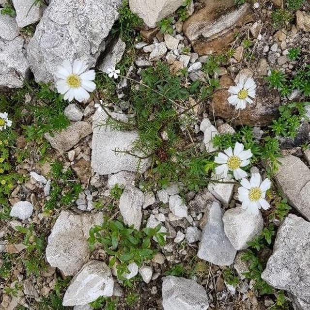 Achillea atrata — flower