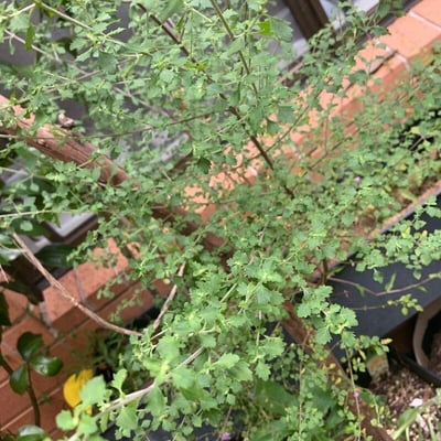 Prostanthera incisa — leaf