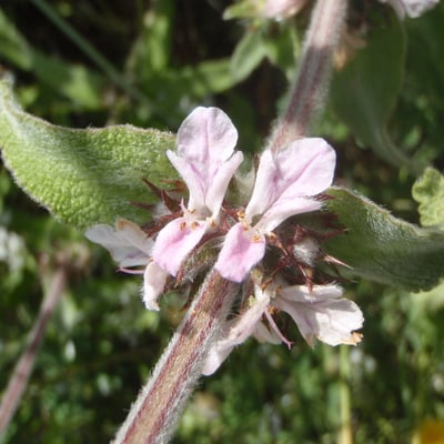 Stachys cretica — flower