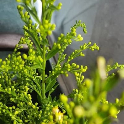Solidago altissima — flower