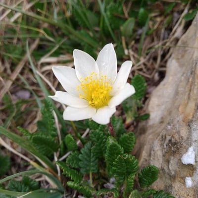 Dryas octopetala — flower