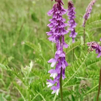 Vicia cassubica — flower
