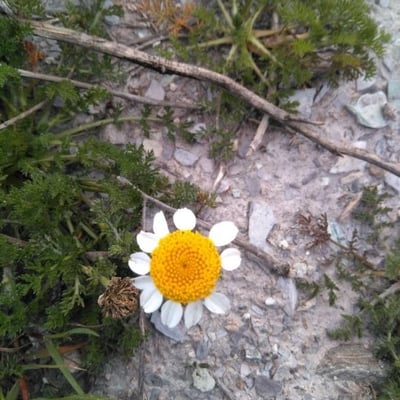 Anacyclus clavatus — flower
