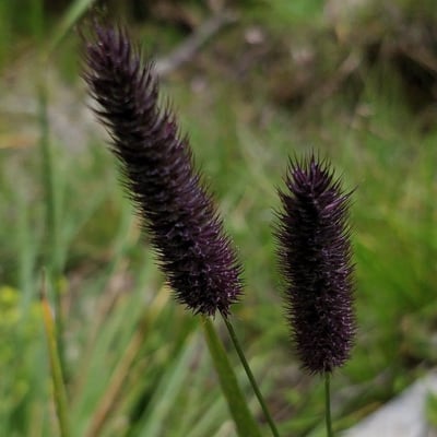 Phleum alpinum — flower