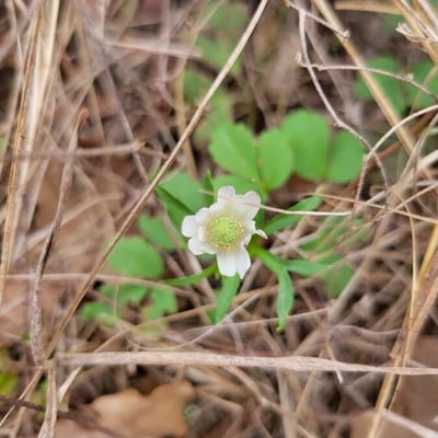 Anemone berlandieri — flower