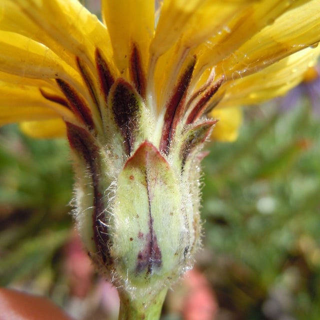 Agoseris glauca — flower