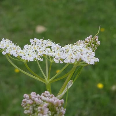Carum carvi — flower