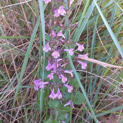 Clinopodium alpinum — flower