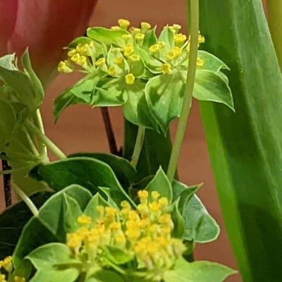Bupleurum rotundifolium — flower