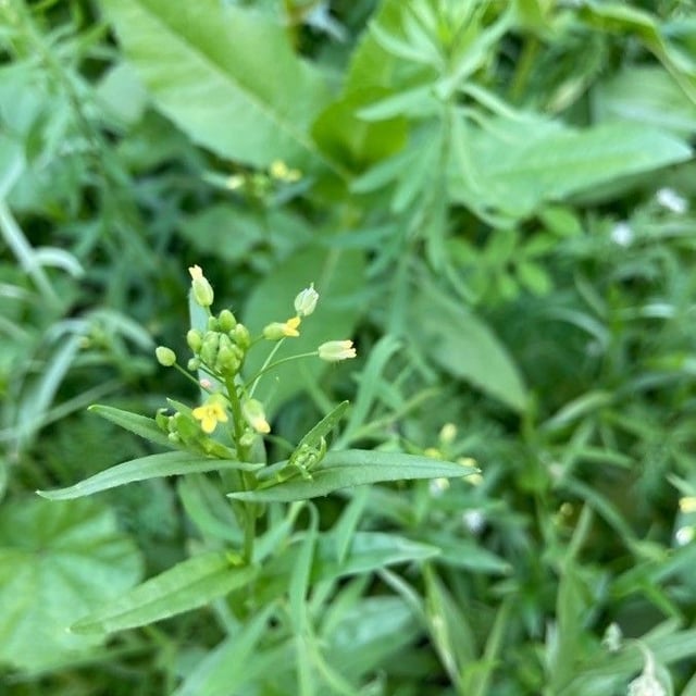 Camelina sativa — flower