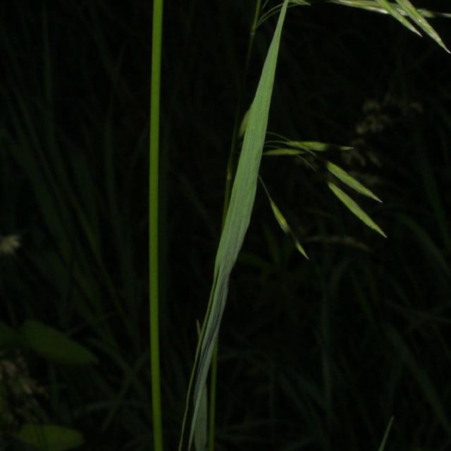 Bromus inermis — flower
