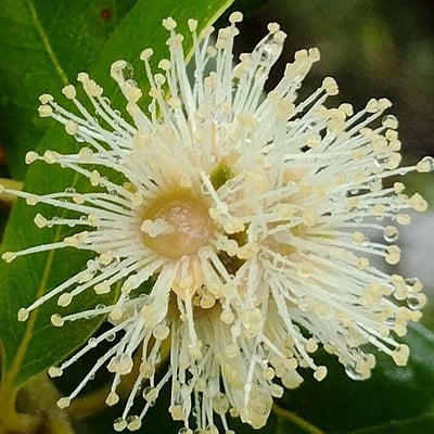Syncarpia glomulifera — flower