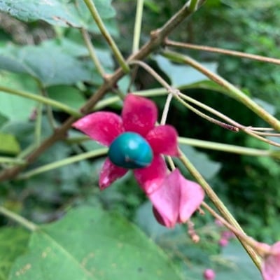 Clerodendrum trichotomum — flower