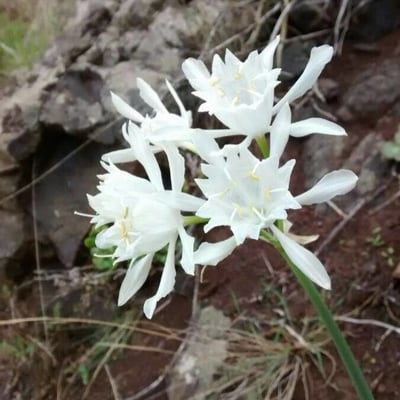 Pancratium maritimum — flower