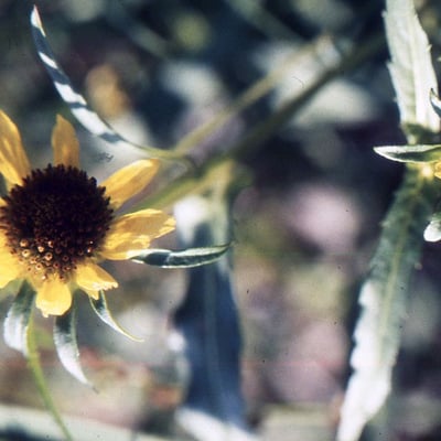 Bidens cernua — flower