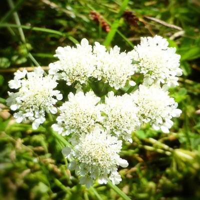 Oenanthe pimpinelloides — flower