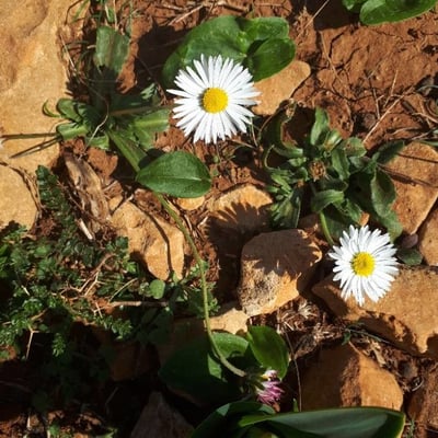 Bellis sylvestris — flower