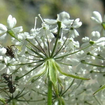 Chaerophyllum villarsii — flower