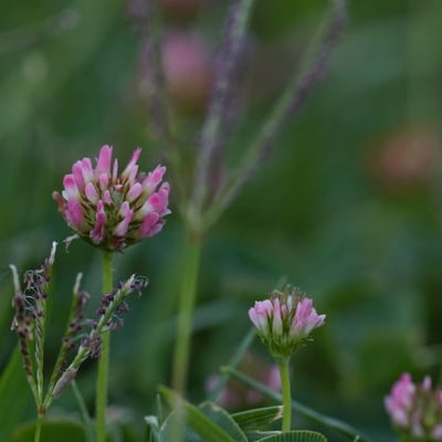 Trifolium fragiferum — flower