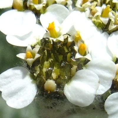 Achillea nana — flower