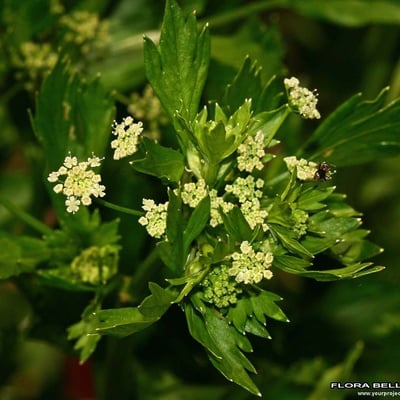 Apium graveolens — flower