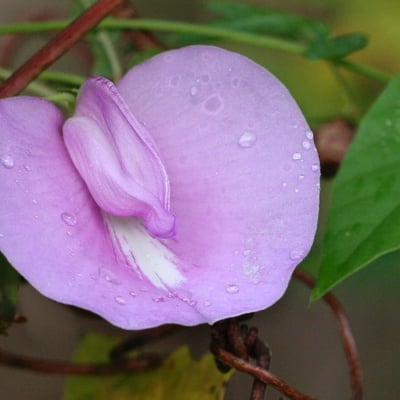 Centrosema virginianum — flower
