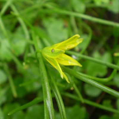 Gagea spathacea — flower