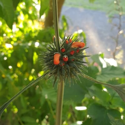 Leonotis nepetifolia — flower