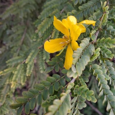 Peltophorum pterocarpum — flower