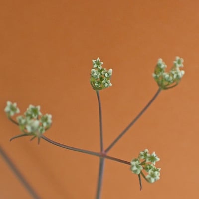 Ptychotis saxifraga — flower