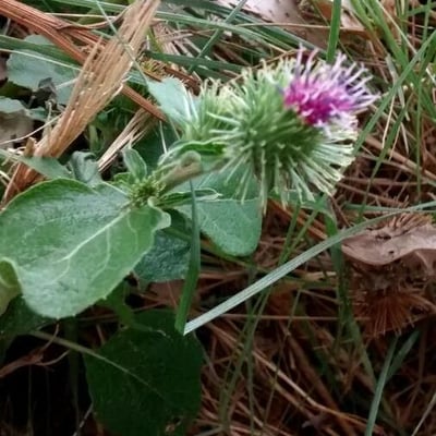 Arctium minus — flower