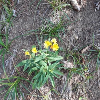 Hieracium umbellatum — flower
