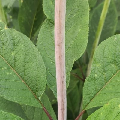Eupatorium fistulosum — bark