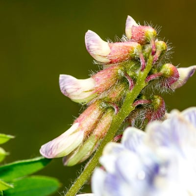 Vicia orobus — flower